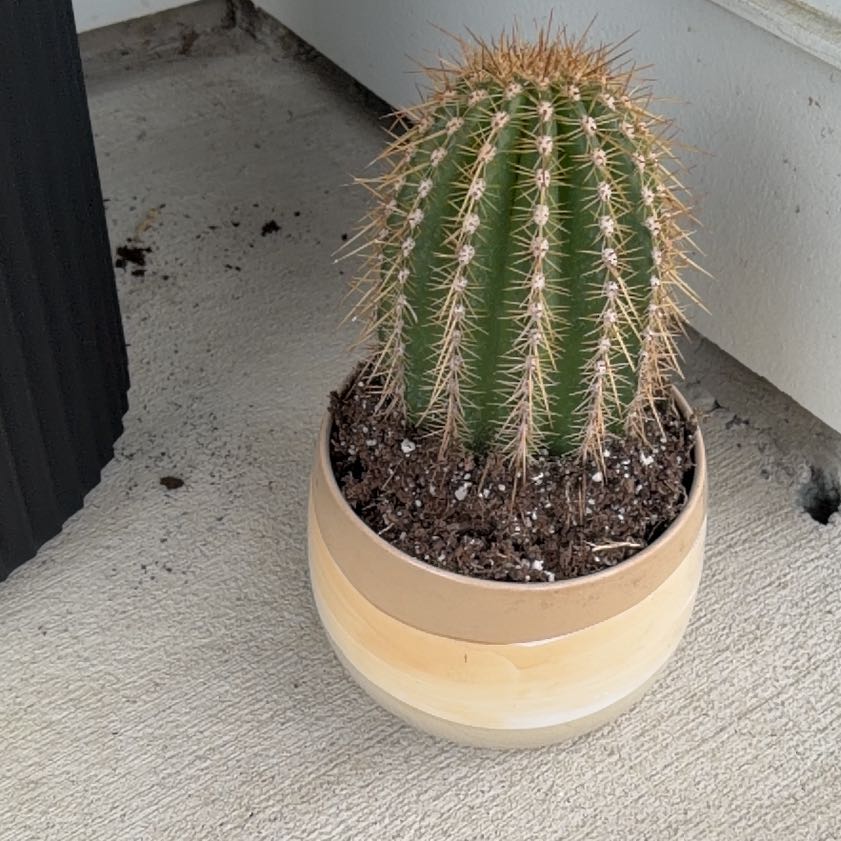Photo of the plant species Trichocereus poco by @PaternalLilac named Leonardo on Greg, the plant care app