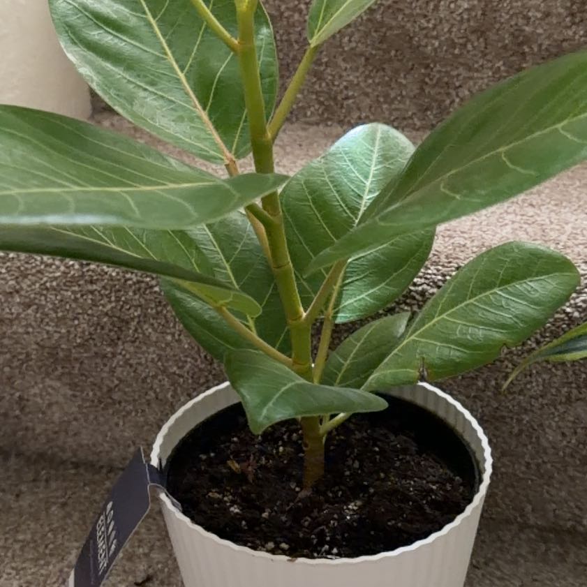 Photo of the plant species Ficus Elastica Decora by @SelectBlueech1 named Zeus on Greg, the plant care app