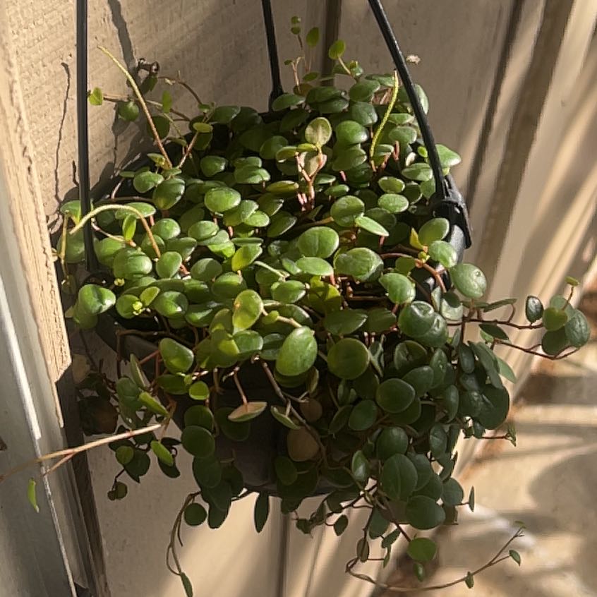 Photo of the plant species Peperomia 'Pepperspot' by @SugarRemuremu65 named Archibald on Greg, the plant care app