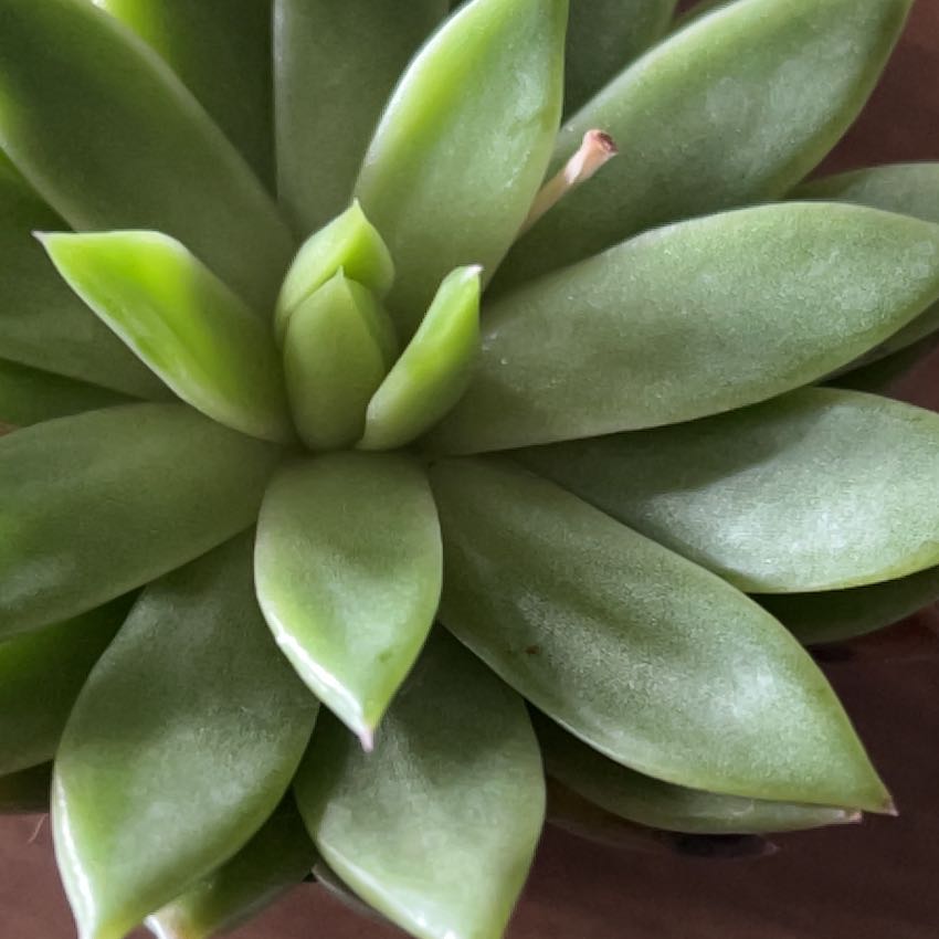 Photo of the plant species Echeveria Hybrid by @SkilledGray85 named Rihanna on Greg, the plant care app