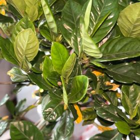 Photo of the plant species Common Gardenia by @SkilledGray85 named Messi on Greg, the plant care app