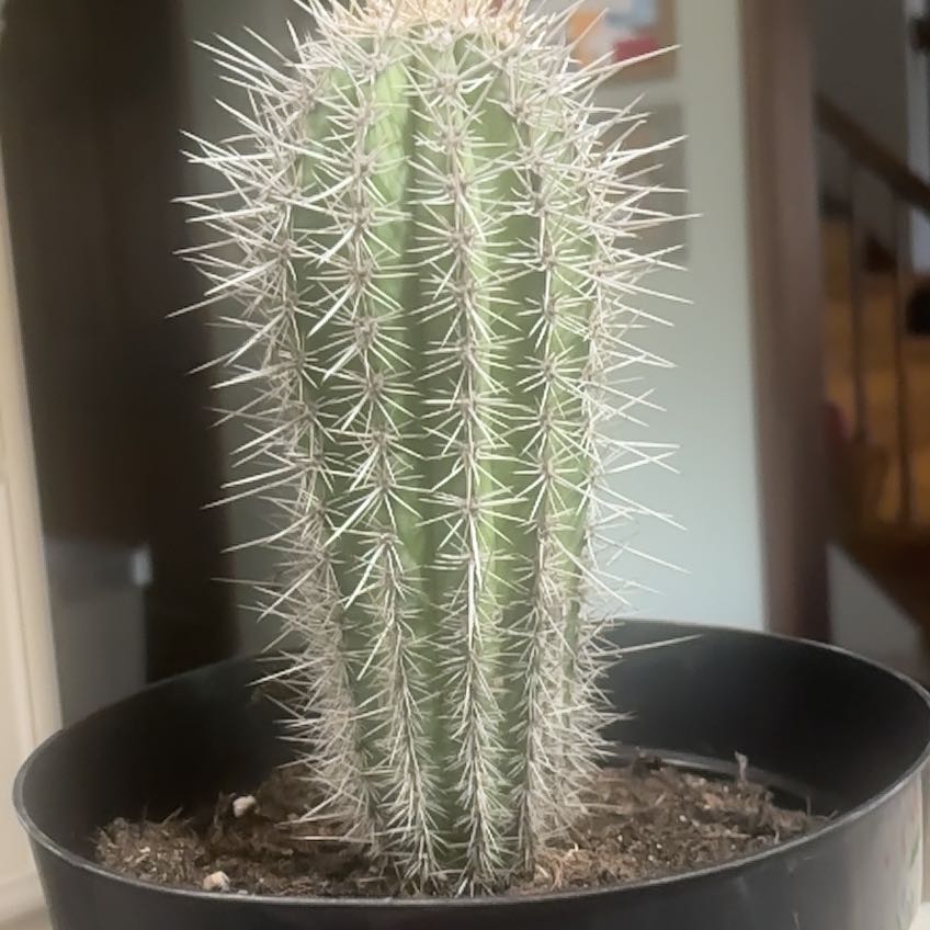 Photo of the plant species Cardon 'Album' by @UpfrontKale63 named Demi on Greg, the plant care app