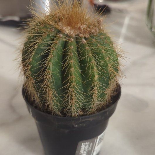 Photo of the plant species Notocactus warasii by @ChiefRoselle47 named Messi on Greg, the plant care app