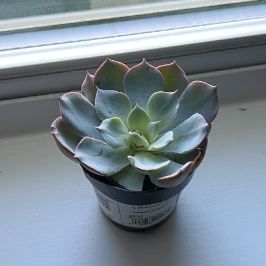 Photo of the plant species Echeveria Subsessilis by @PoeticTaraire48 named Selena on Greg, the plant care app
