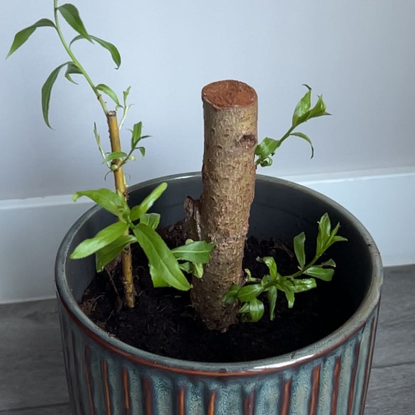 Photo of the plant species Weeping Willow Bonsai Tree by @PoeticTaraire48 named Kagetora on Greg, the plant care app