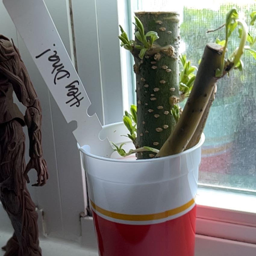 Photo of the plant species Weeping Willow Bonsai Tree by @PoeticTaraire48 named Dina on Greg, the plant care app