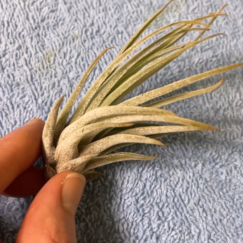 Photo of the plant species Air Plant - Scaposa by @TastySkyplant17 named Achilles on Greg, the plant care app