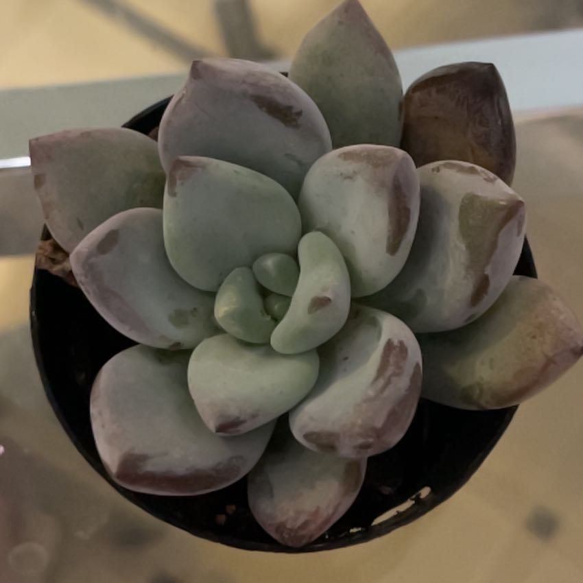 Photo of the plant species Pachyveria 'Powder Puff' by @TastySkyplant17 named Rainier on Greg, the plant care app