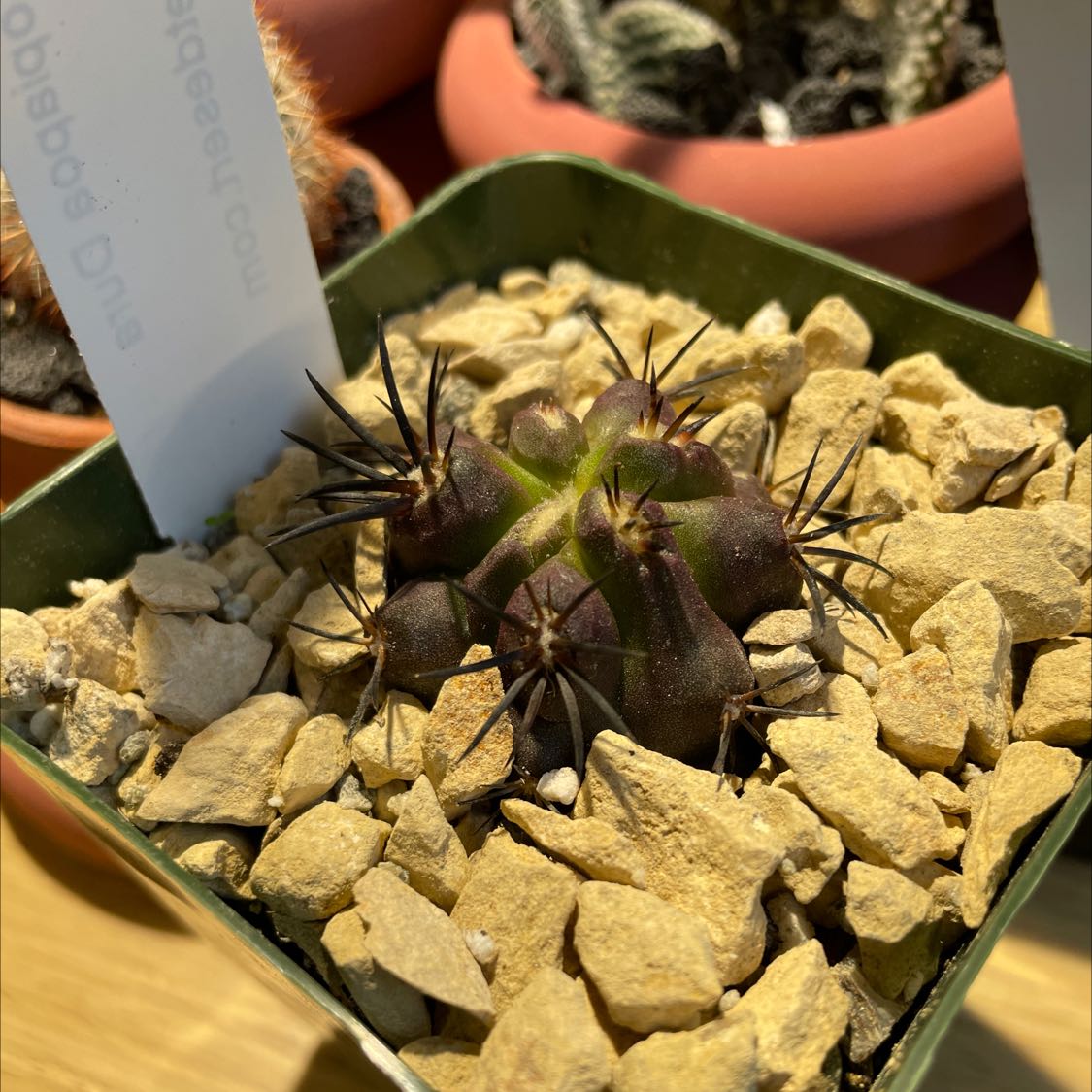 Photo of the plant species f. crestata politomica by @Kery named Spicky on Greg, the plant care app