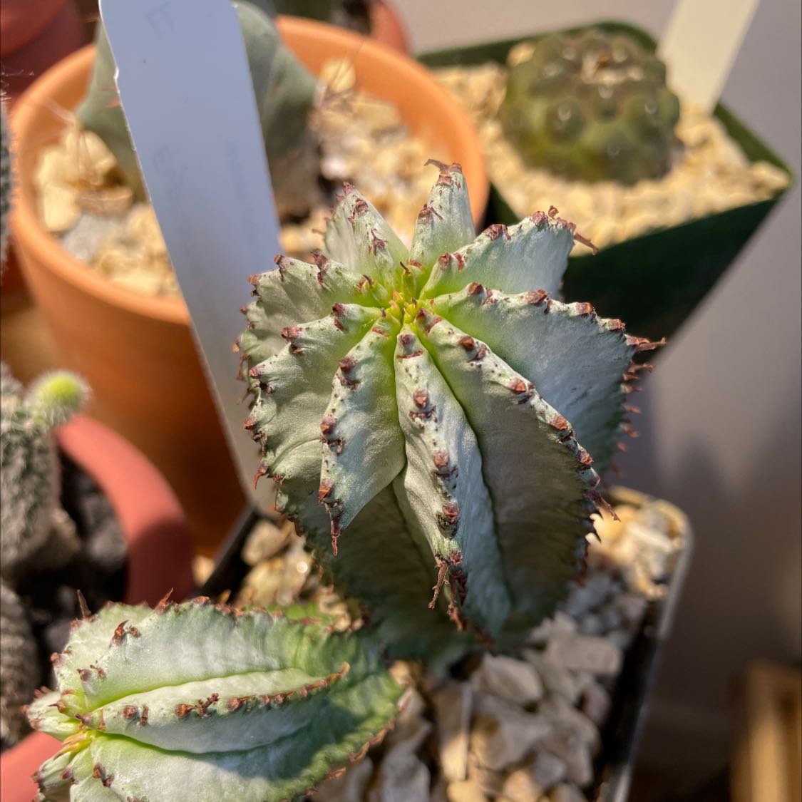 Photo of the plant species Euphorbia Polyacantha by @Kery named Snowflakes on Greg, the plant care app