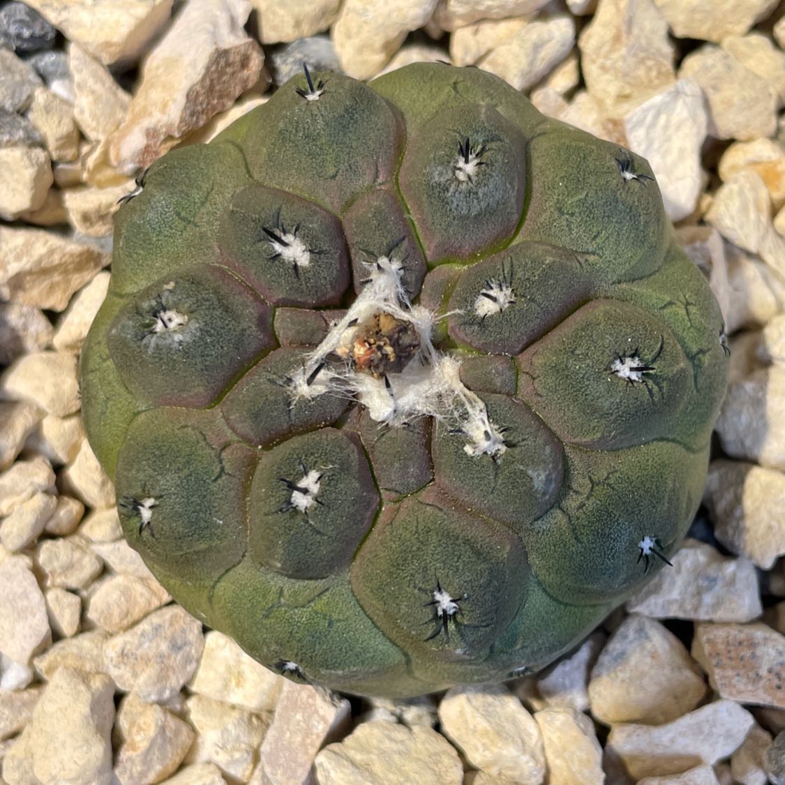 Photo of the plant species Copiapoa Hypogaea Barquitensis by @Kery named Monster on Greg, the plant care app