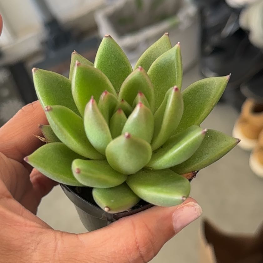 Photo of the plant species Echeveria 'Miranda' by @QuietLimetuff28 named Tolkien on Greg, the plant care app