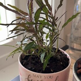 Photo of the plant species Idea For Terrariums by @QueenGollum18 named Emerson on Greg, the plant care app