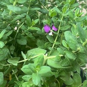 Photo of the plant species Sweet Pea Bush by @WelcomingMelon named Marley on Greg, the plant care app