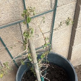 Photo of the plant species Bougainvillea by @WelcomingMelon named Maya on Greg, the plant care app