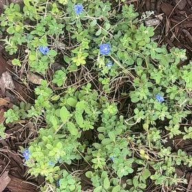 Photo of the plant species Beach Bum Blue by @WelcomingMelon named Blue daze on Greg, the plant care app