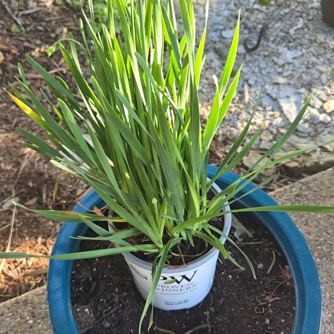 Photo of the plant species Chinese Chives by @FavoriteMystax9 named Wall-E on Greg, the plant care app