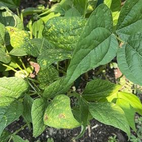 Photo of the plant species Common Bean by @RichIcecaps5 named Bodhi on Greg, the plant care app