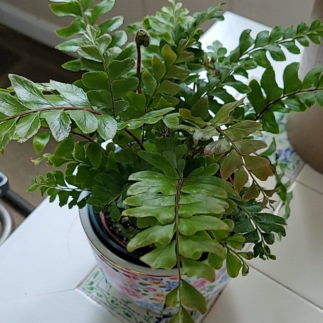 Photo of the plant species Northern Maidenhair Fern by @AscendingHope1 named Darwin on Greg, the plant care app