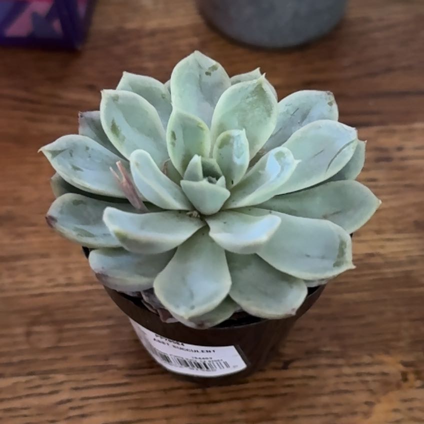 Photo of the plant species Echeveria 'Arctic Ice' by @IdolFreesia96 named Navajo on Greg, the plant care app