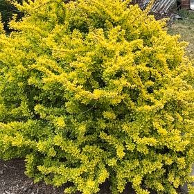 Photo of the plant species Cootamundra Wattle by @IdolFreesia96 named Miley on Greg, the plant care app