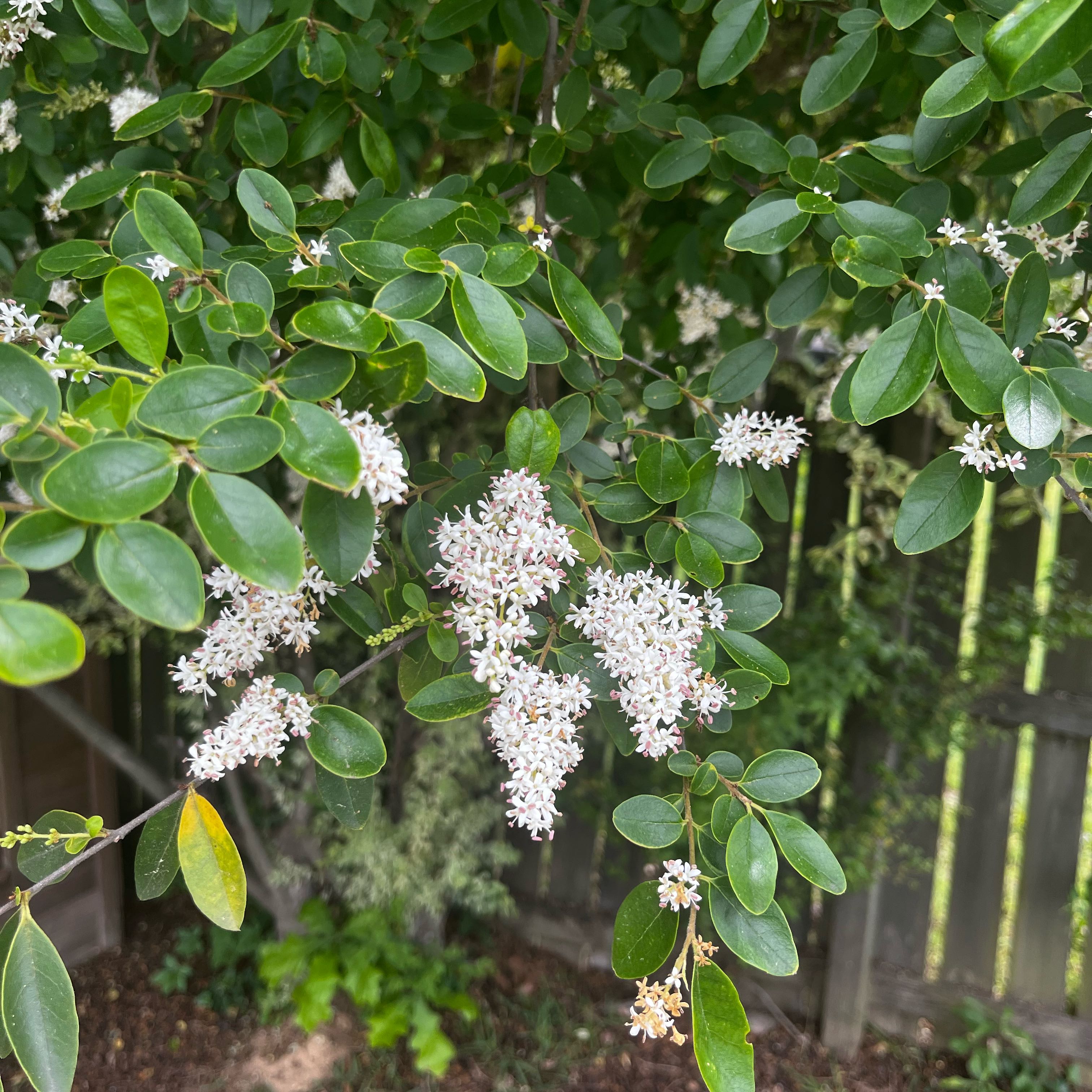 Photo of the plant species Chinese Privet by @SpiffyAgboy3 named Rosa on Greg, the plant care app