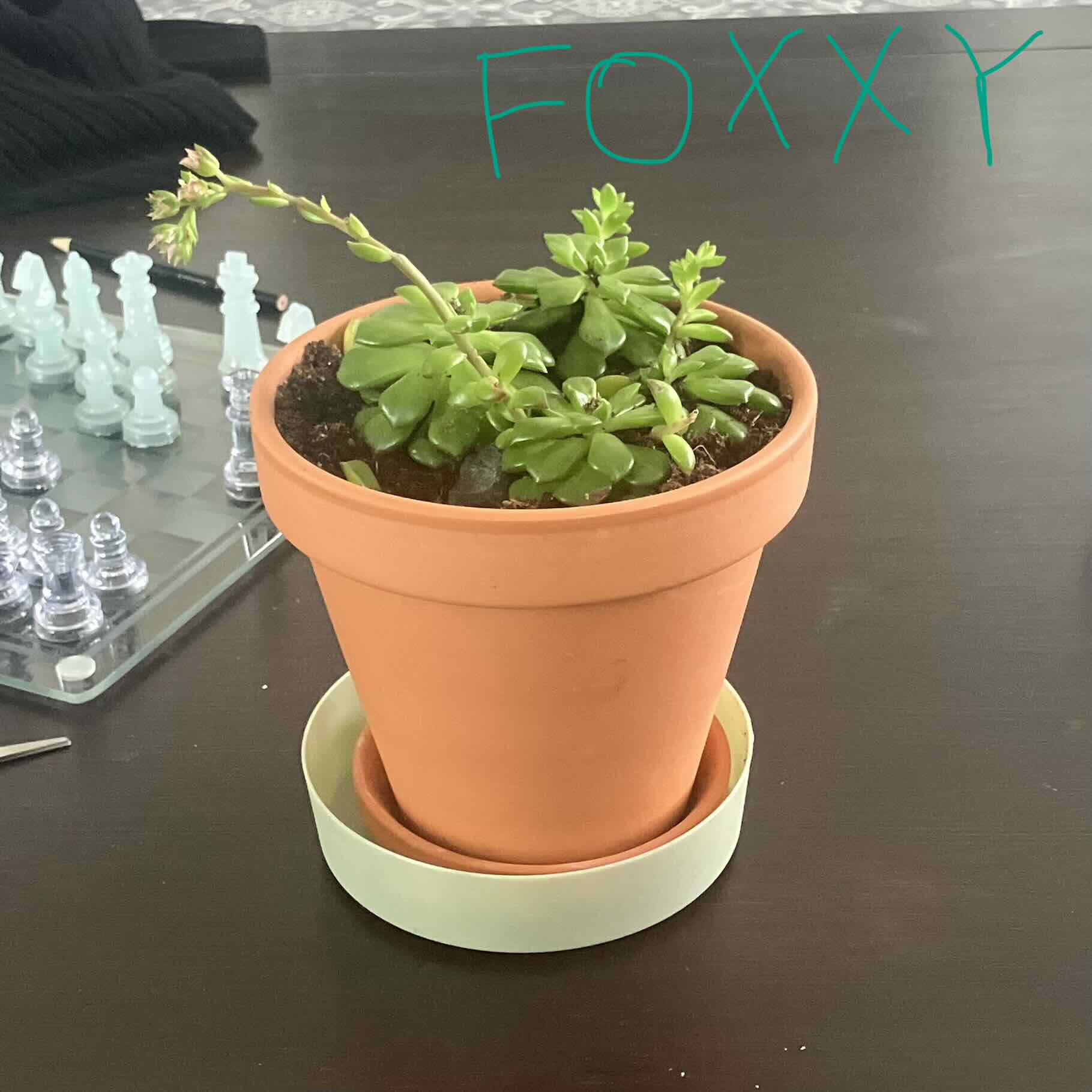Foxxy