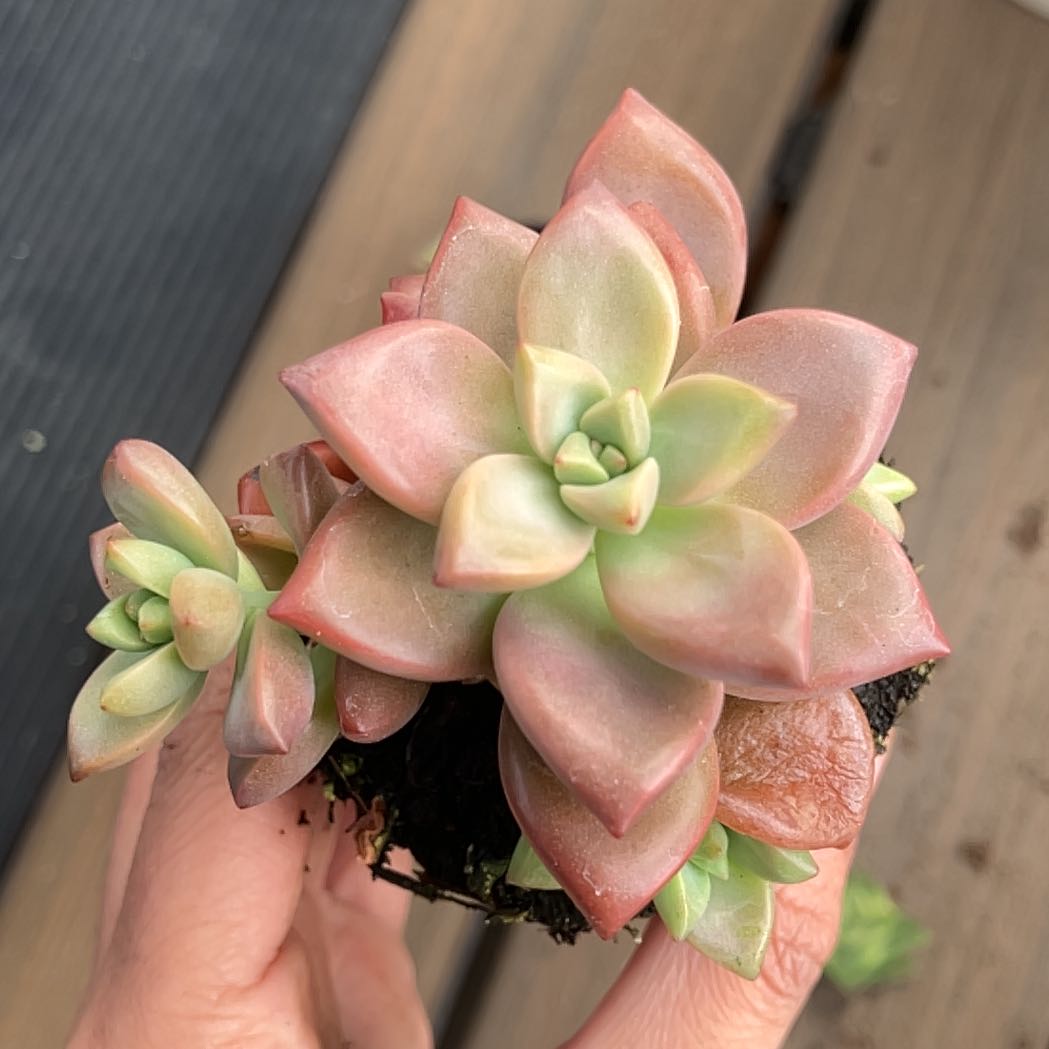 Photo of the plant species Graptosedum 'Vera Higgins' by @LikelyChaya33 named Molly on Greg, the plant care app