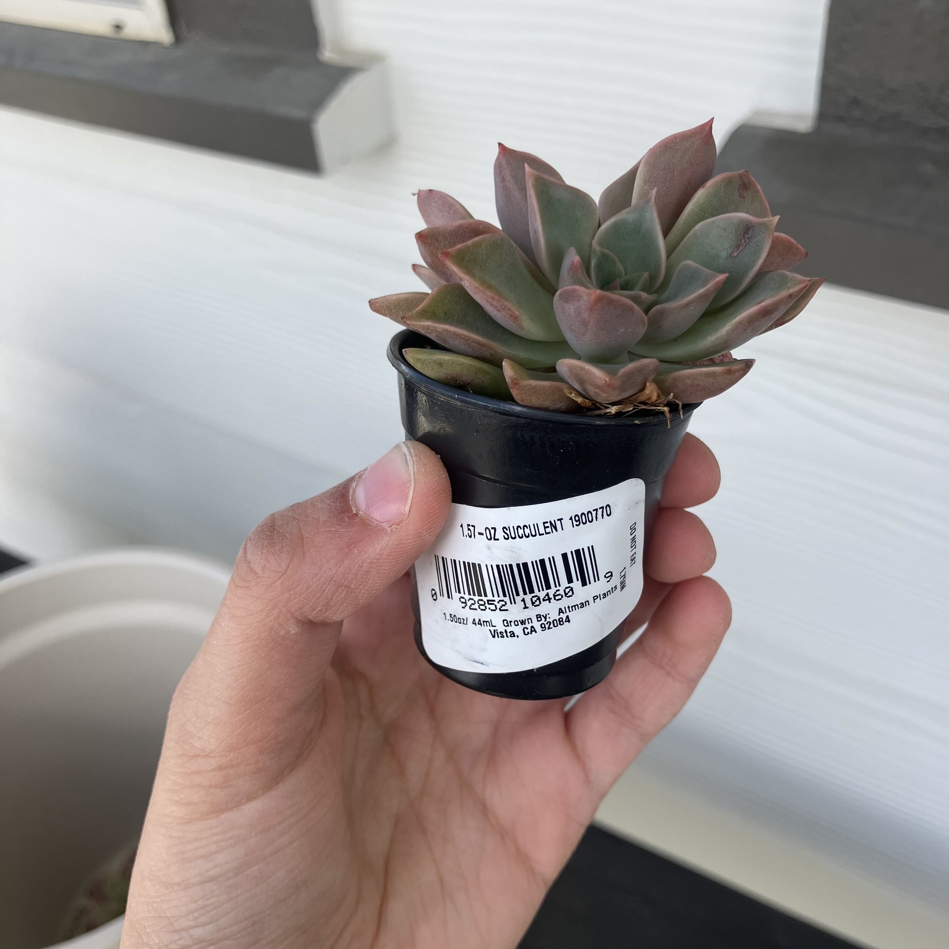 Photo from the post