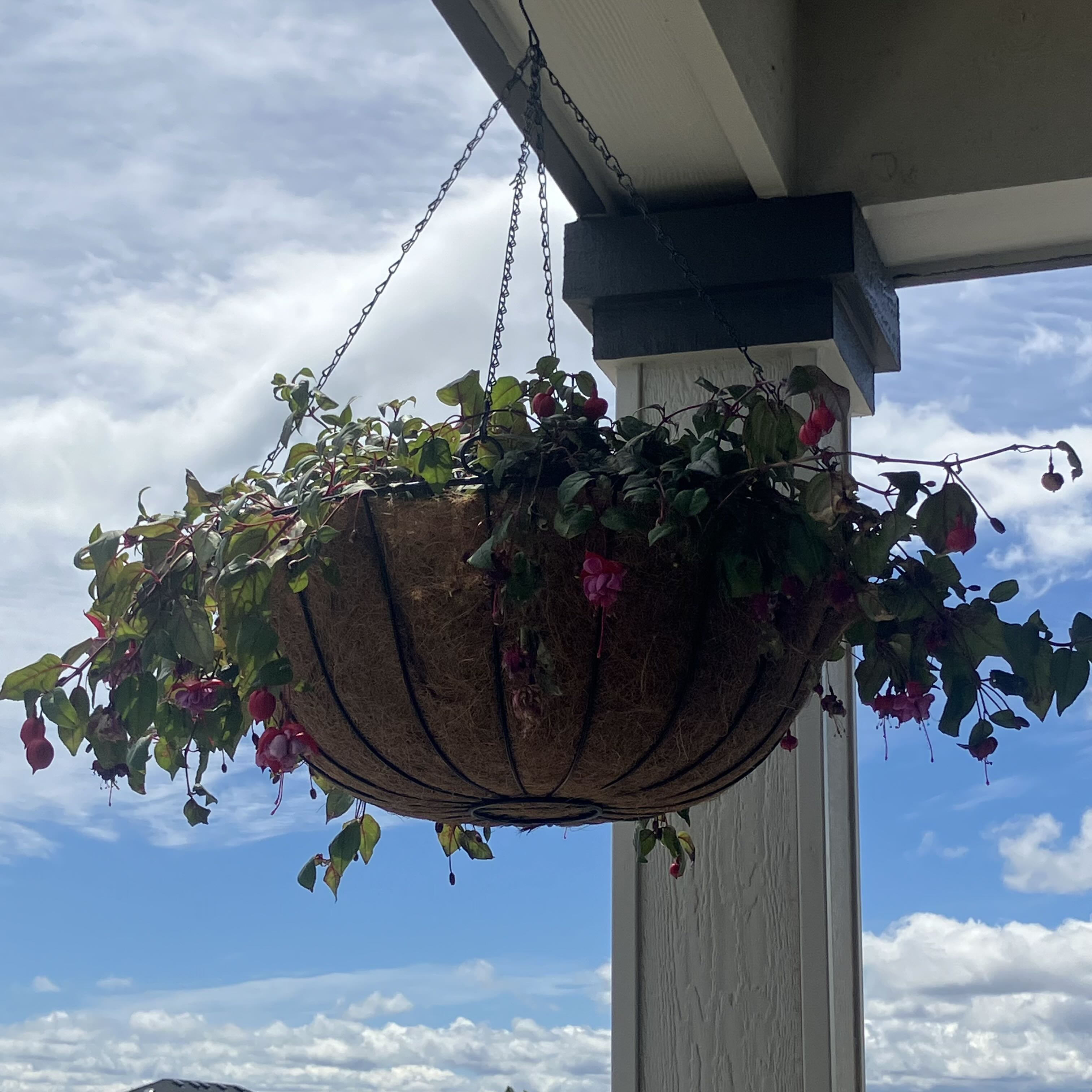 Colibrí