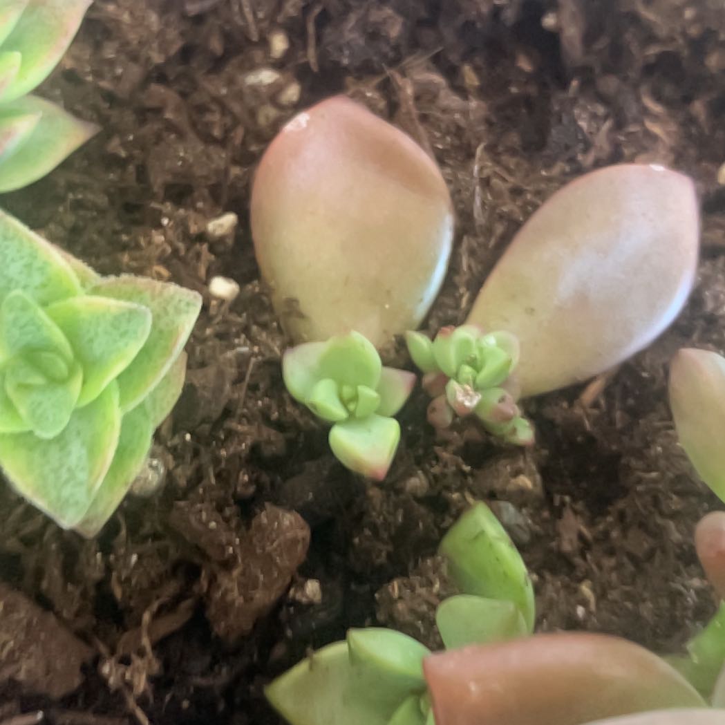 Photo of the plant species Graptosedum 'Vera Higgins' by @LikelyChaya33 named Kiara on Greg, the plant care app