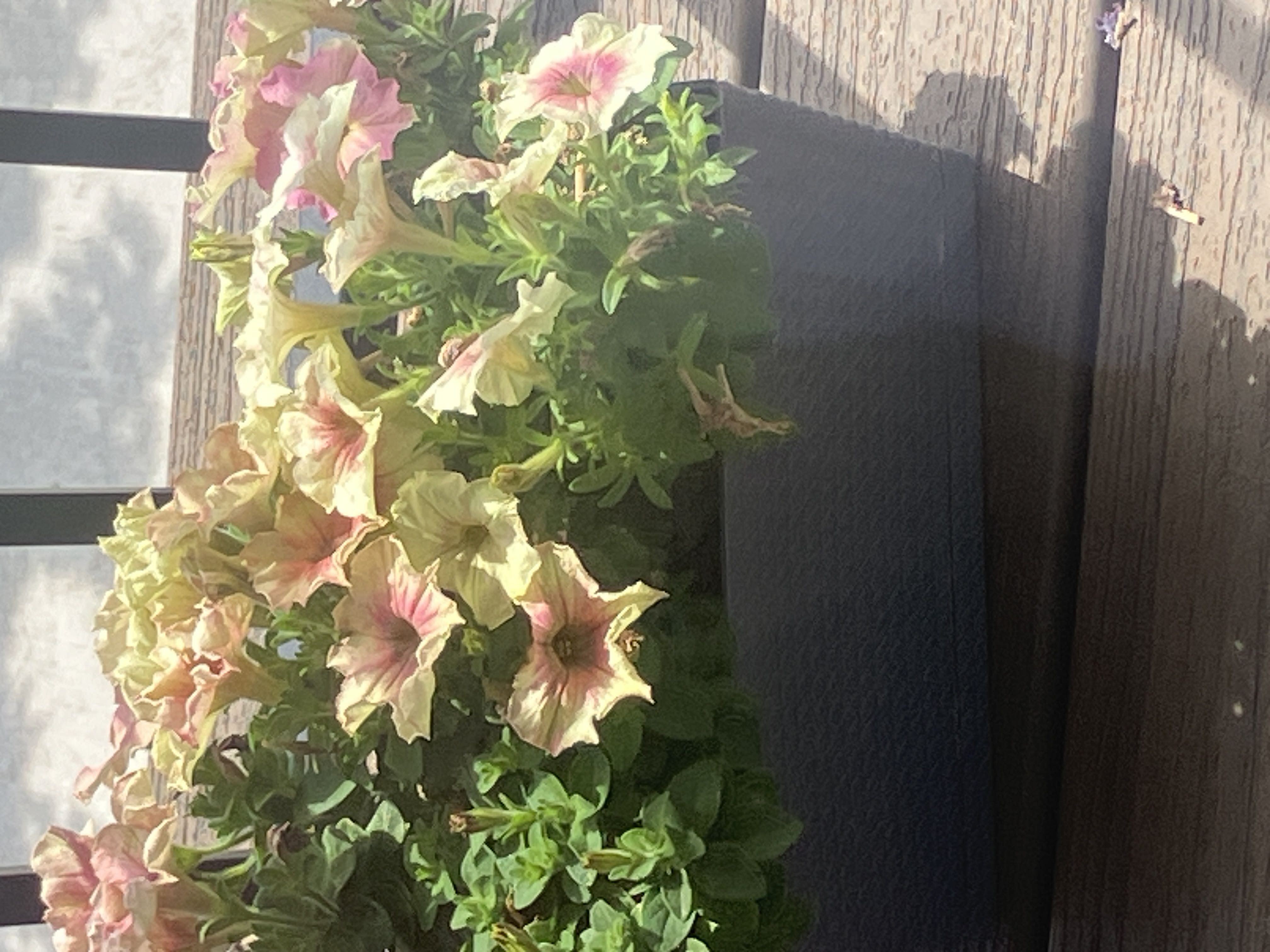 Photo from the post