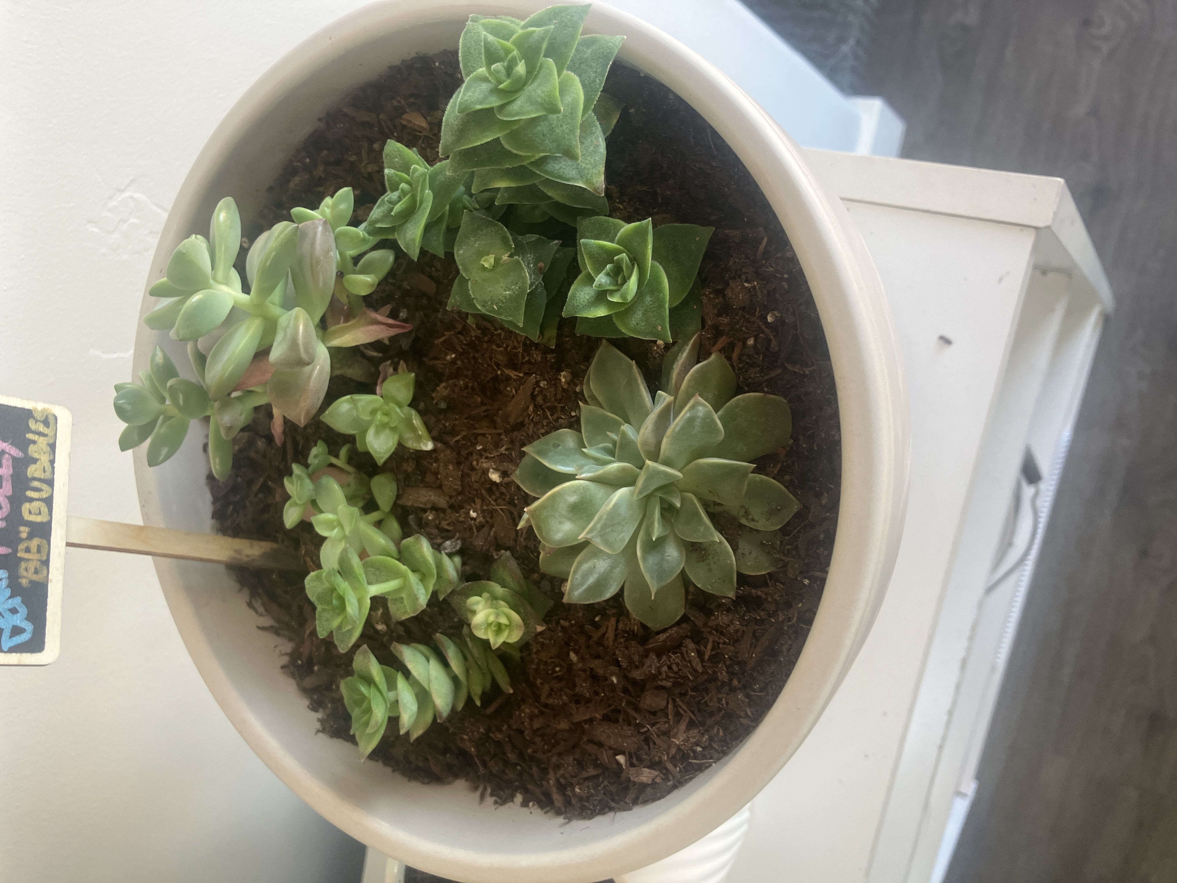 Photo from the post