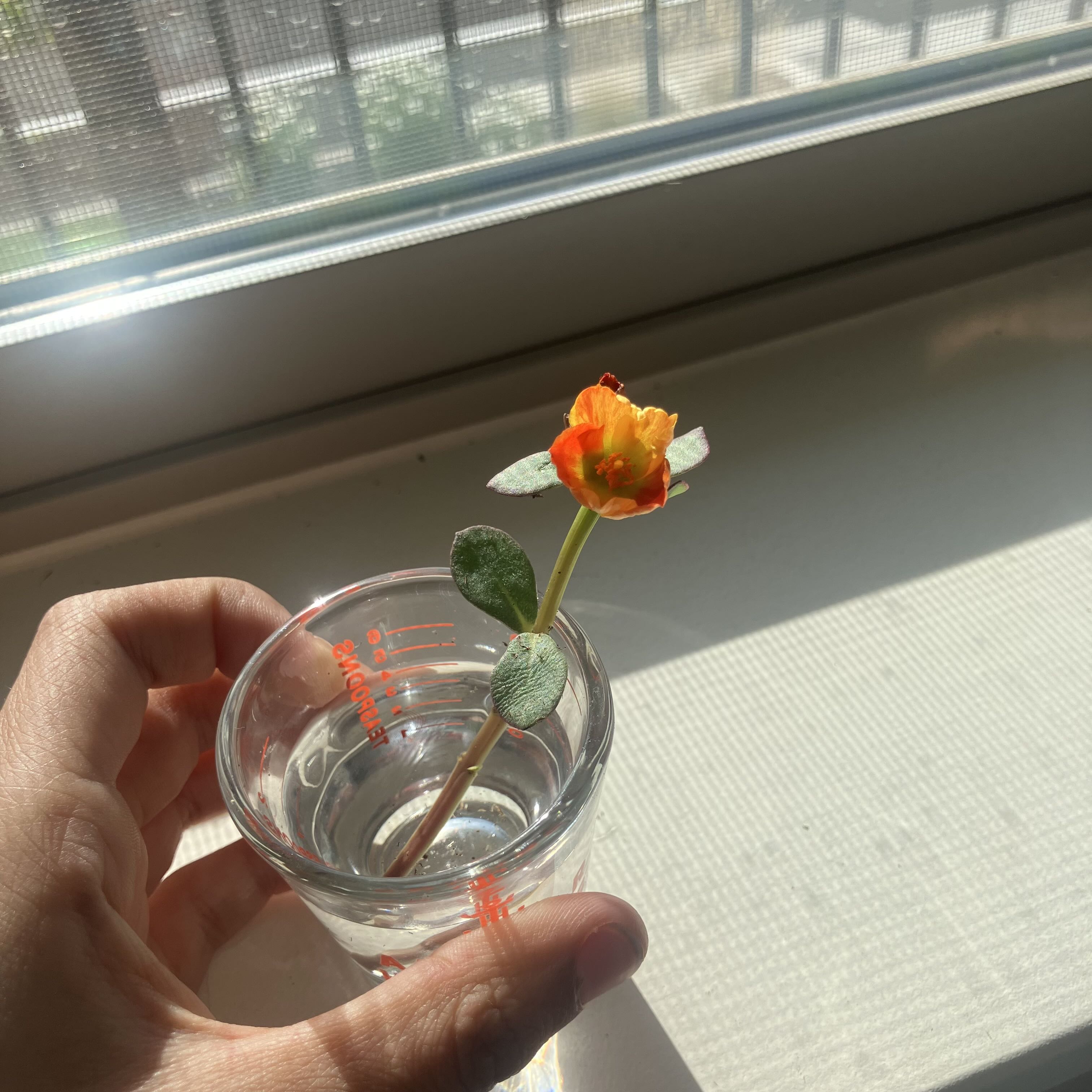Photo from the post