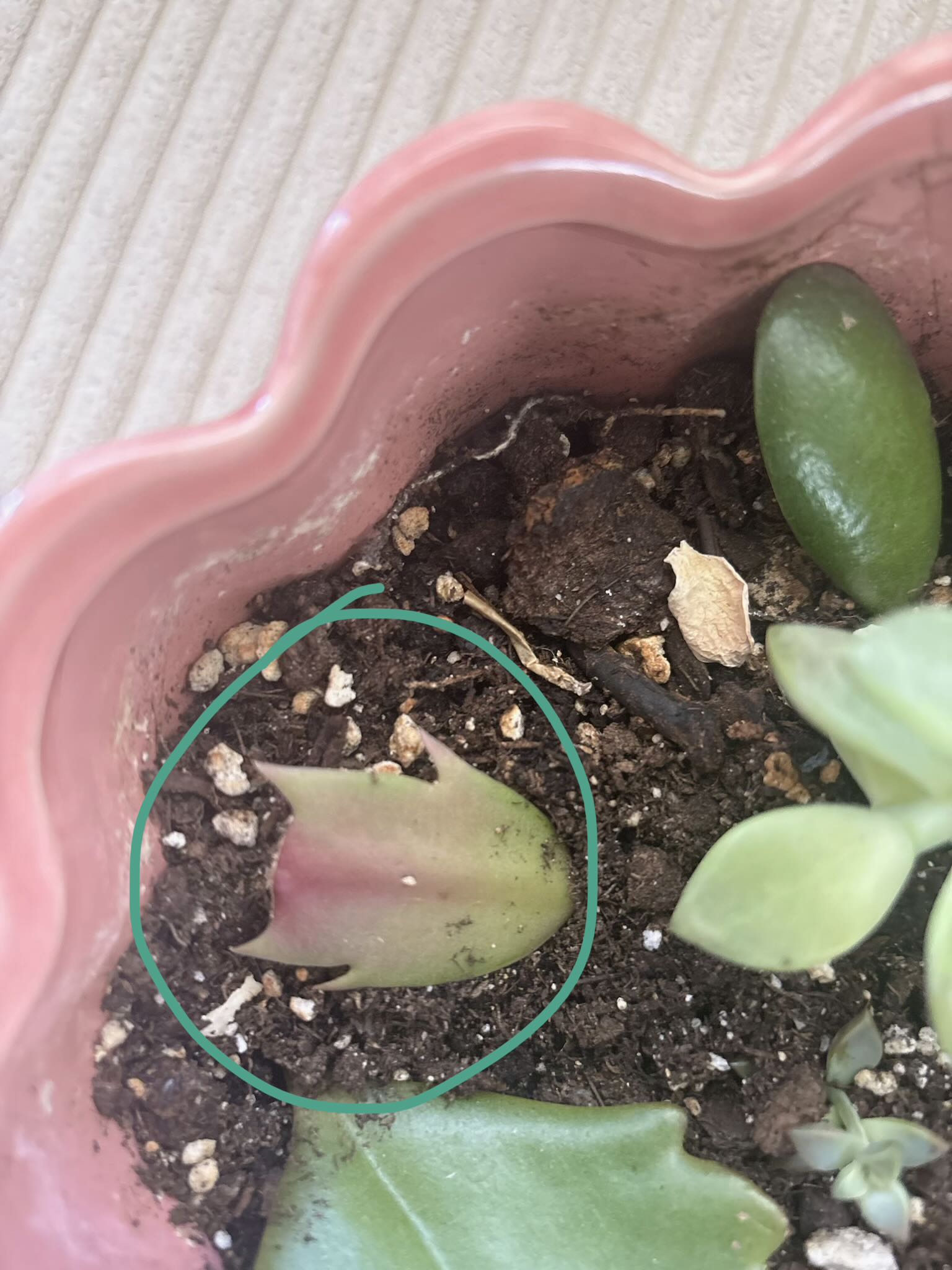 Photo from the post