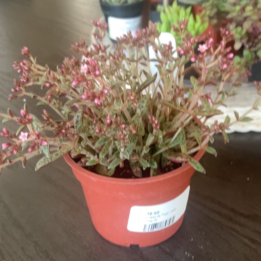 Photo of the plant species Tiger Jade Succulent by @LikelyChaya33 named Sonora on Greg, the plant care app