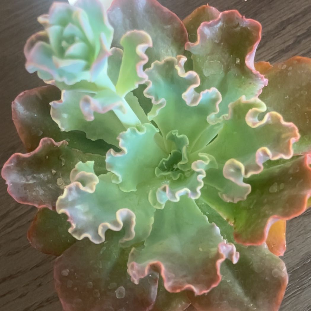 Photo of the plant species Echeveria 'Blue Curls' by @LikelyChaya33 named Kobe on Greg, the plant care app