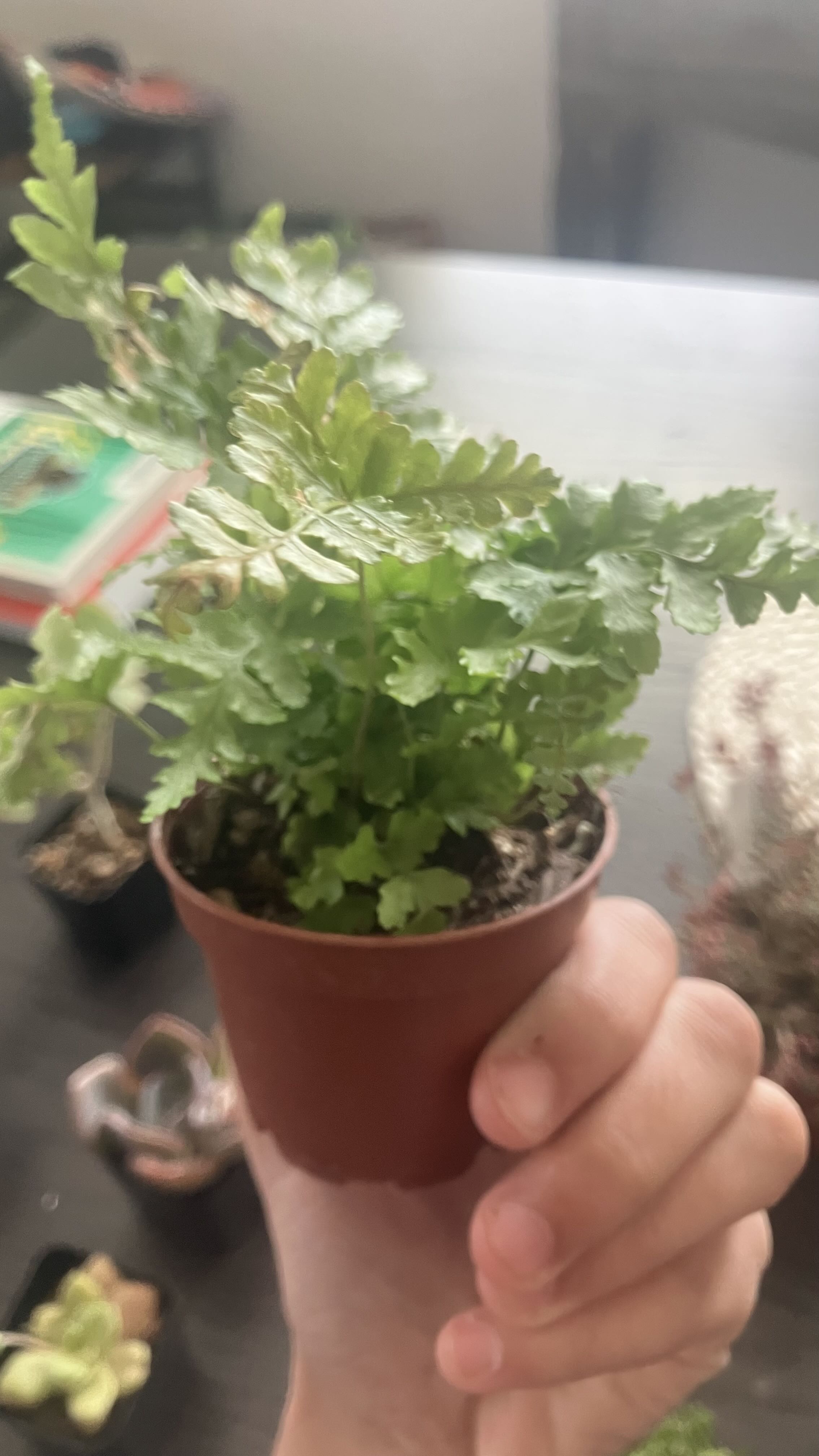 Photo from the post