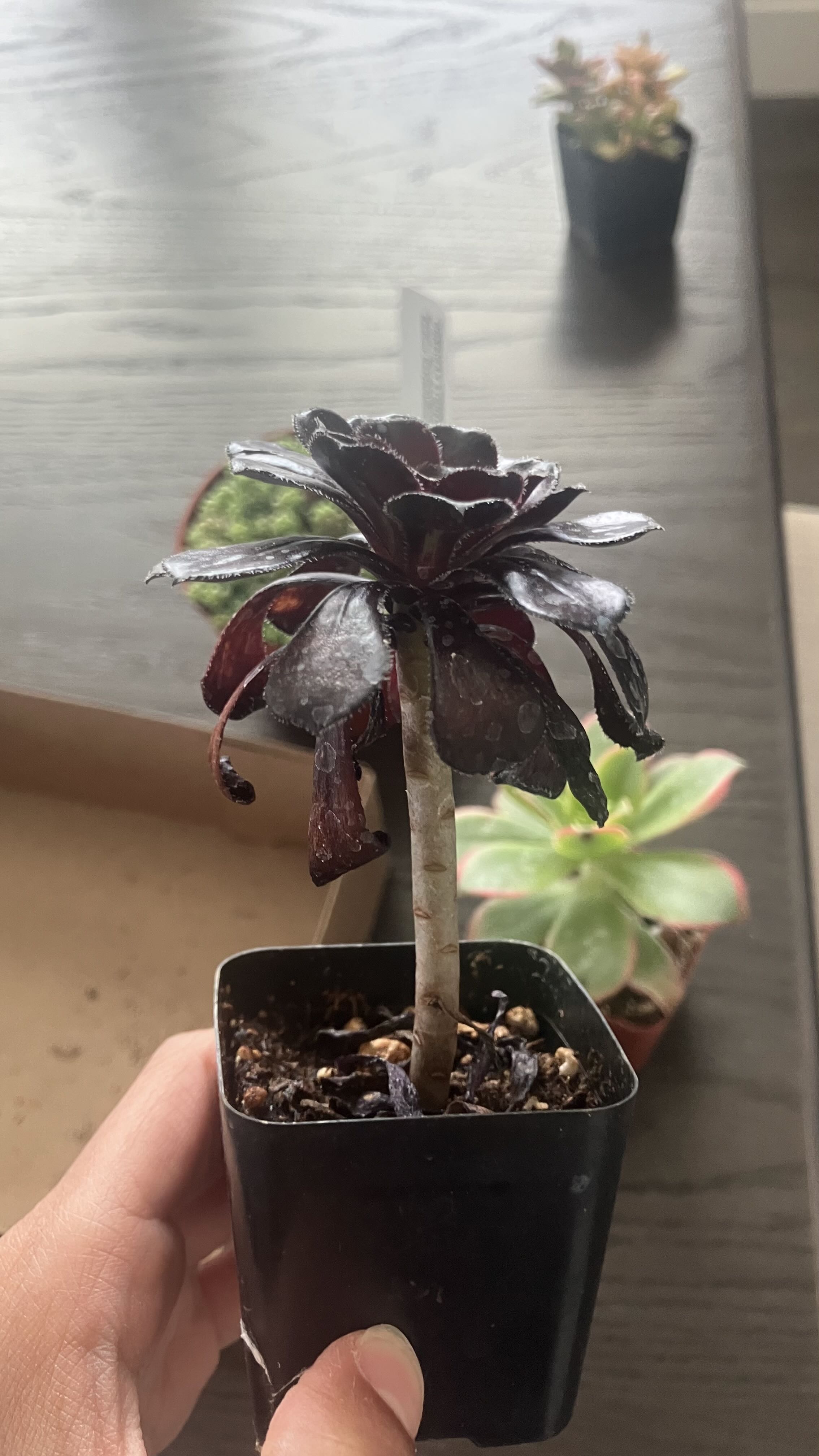 Photo from the post