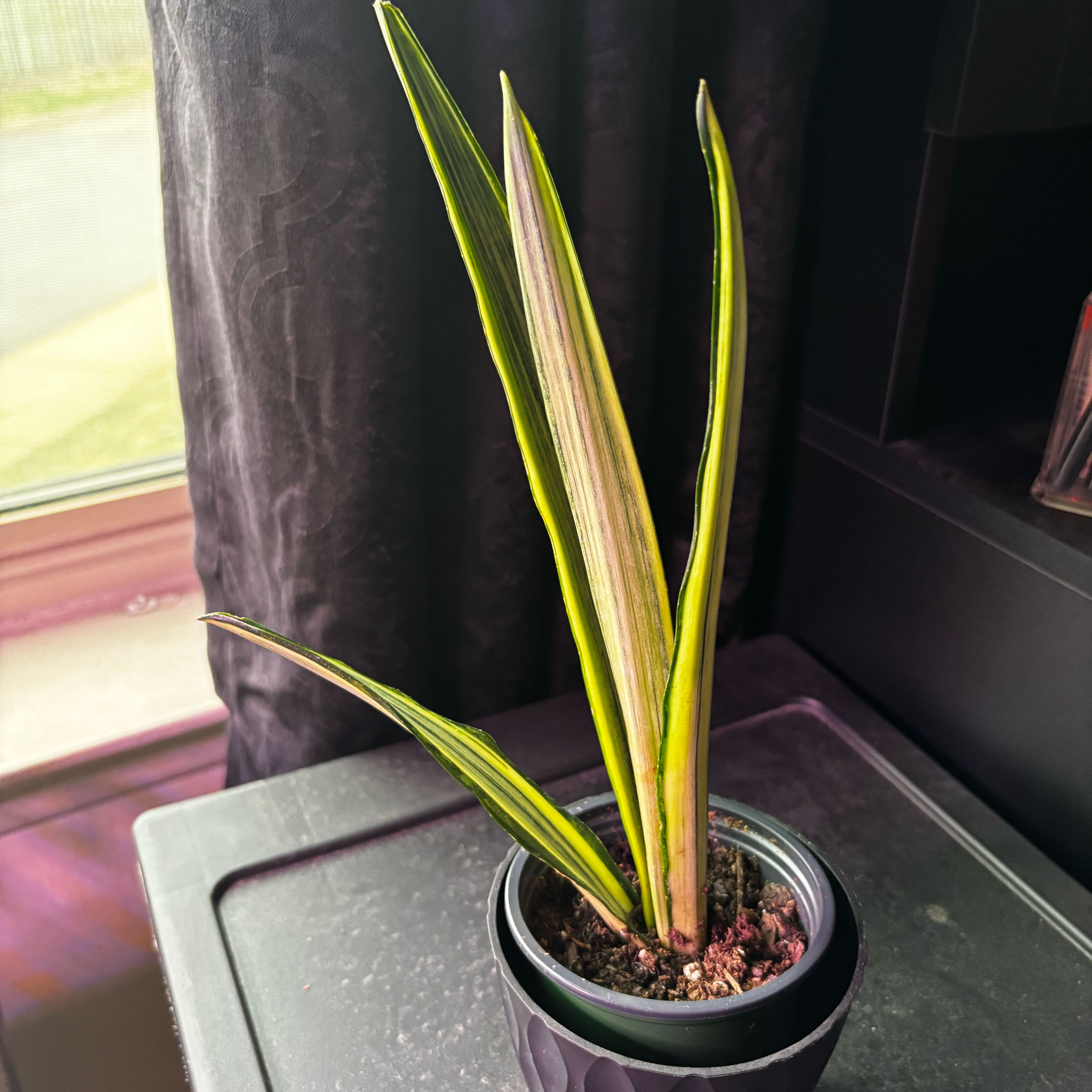 Photo of the plant species White Sansevieria by @SmoothHope66 named Leaf Erickson on Greg, the plant care app