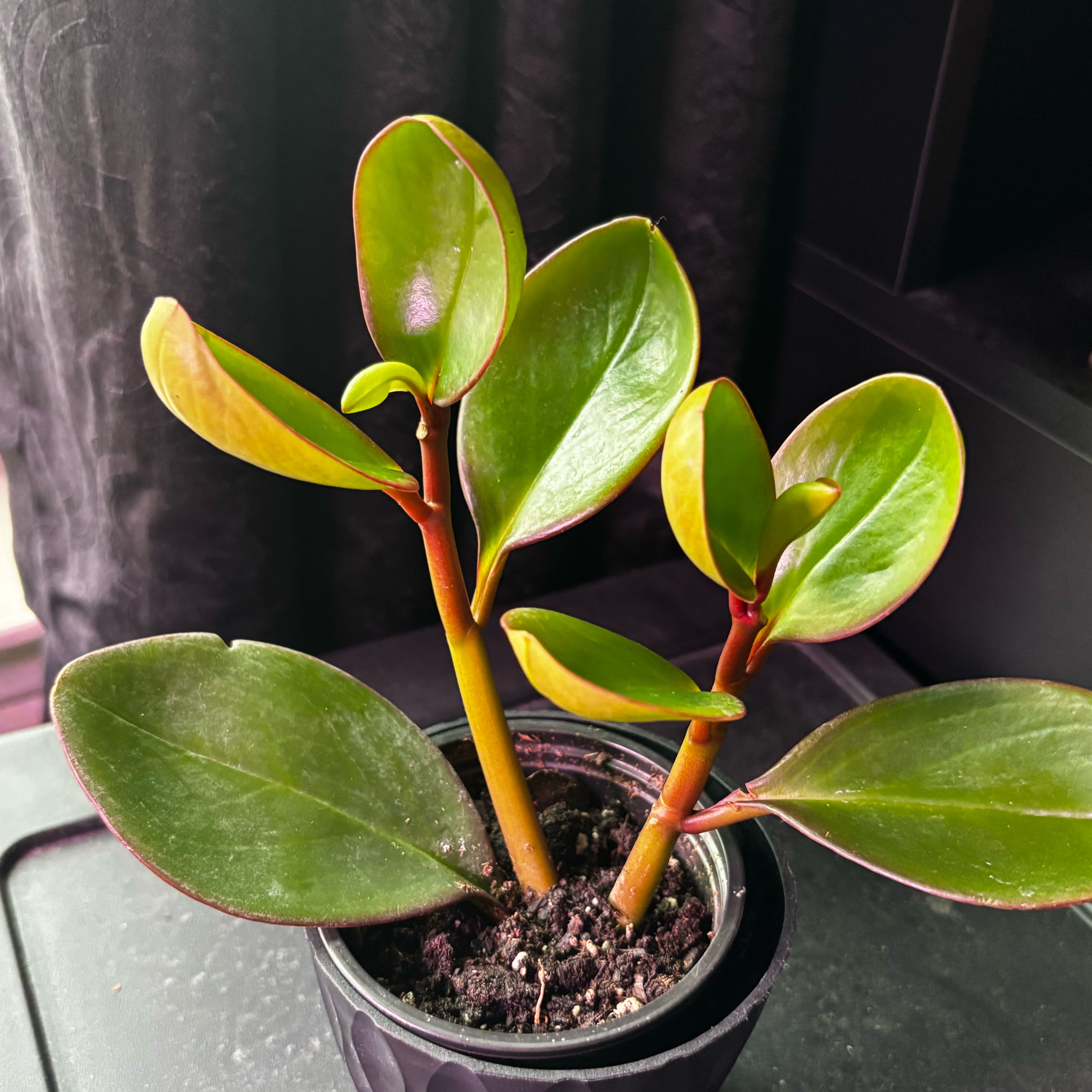 Photo of the plant species Peperomia clusiifolia 'Red Margin' by @SmoothHope66 named Sir Plancelot on Greg, the plant care app