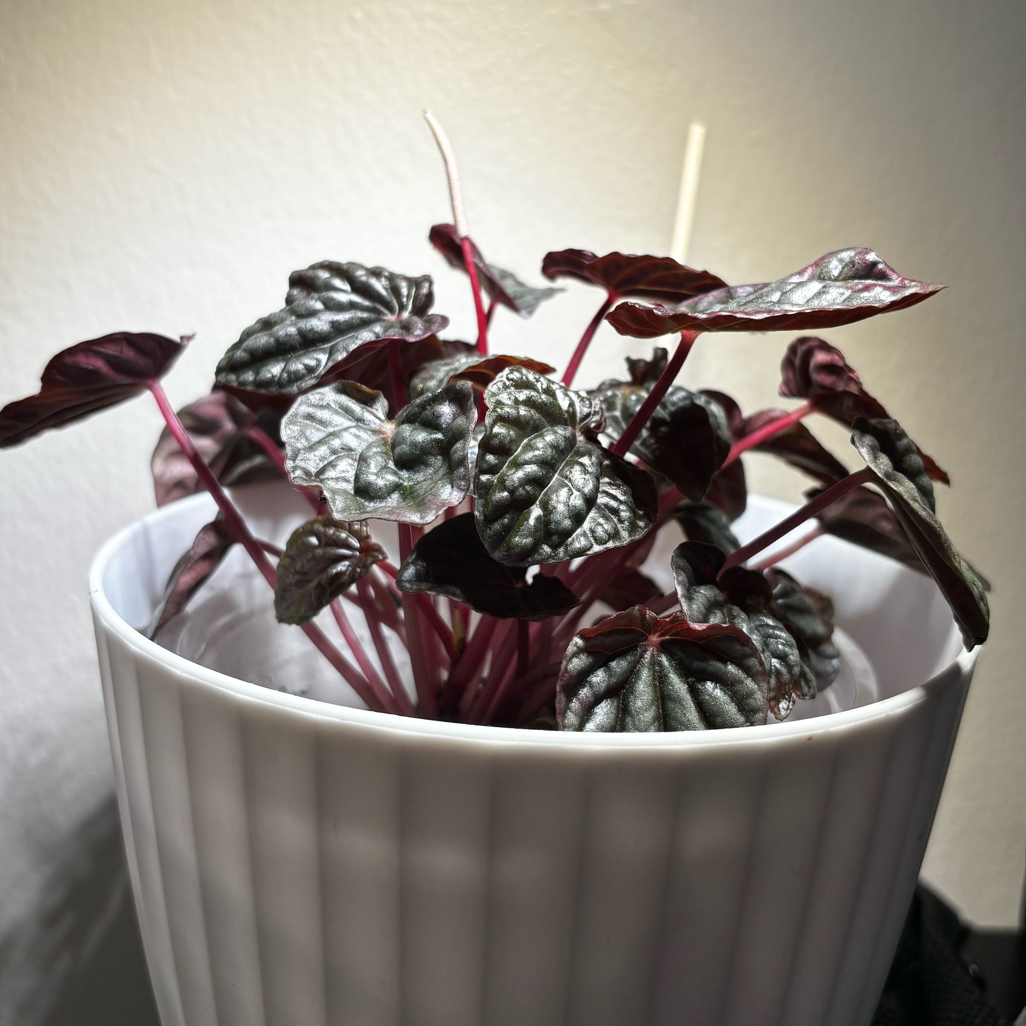 Photo of the plant species Peperomia 'Raisinet' by @SmoothHope66 named Planty on Greg, the plant care app