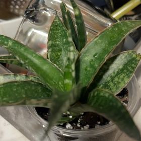 Photo of the plant species Snake Plant by @SmoothHope66 named Harmony on Greg, the plant care app