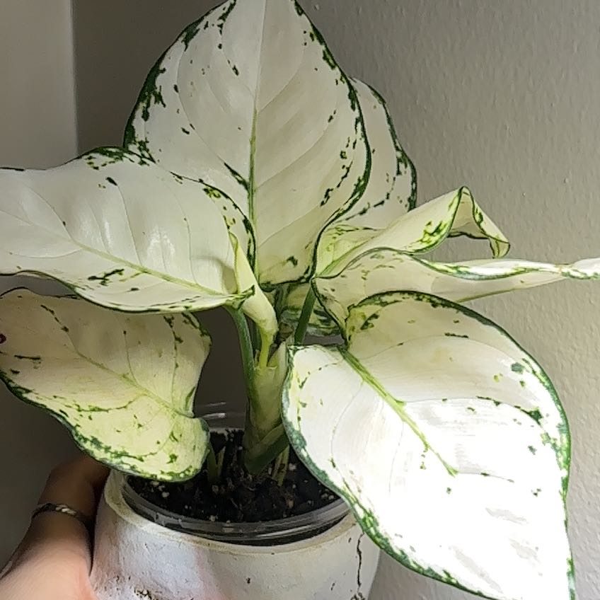 Photo of the plant species Aglaonema 'Super White' by @SmoothHope66 named Harmony on Greg, the plant care app