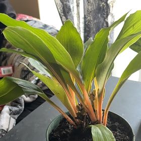 Photo of the plant species Mandarin Plant by @SmoothHope66 named Oscar on Greg, the plant care app