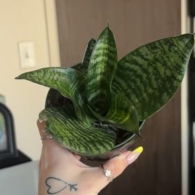 Photo of the plant species Sansevieria 'Frozen' by @SmoothHope66 named da Vinci on Greg, the plant care app