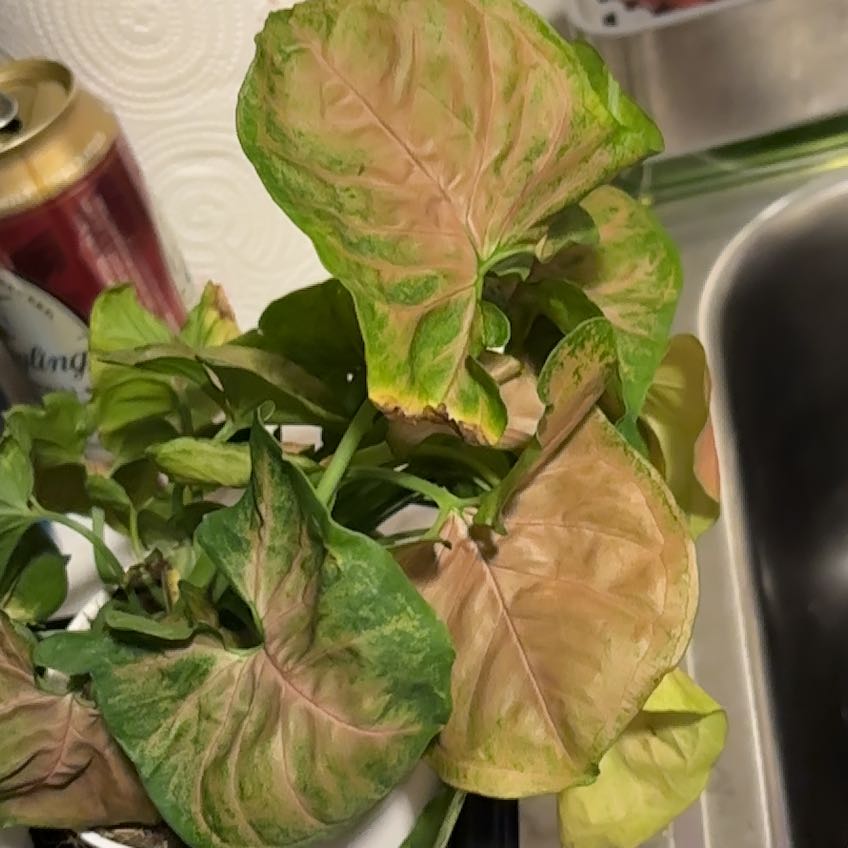 Photo of the plant species Arrowhead Plant by @SmoothHope66 named Sherlock on Greg, the plant care app