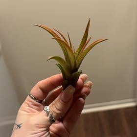 Photo of the plant species Burnt Umber airplant by @SmoothHope66 named Doja Cat on Greg, the plant care app
