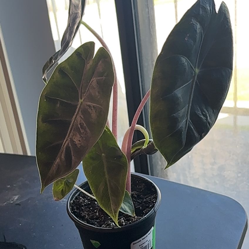Photo of the plant species Nairobi Nights by @SmoothHope66 named Osmo on Greg, the plant care app