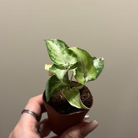 Photo of the plant species Syngonium Silver Fox by @SmoothHope66 named Rainier on Greg, the plant care app